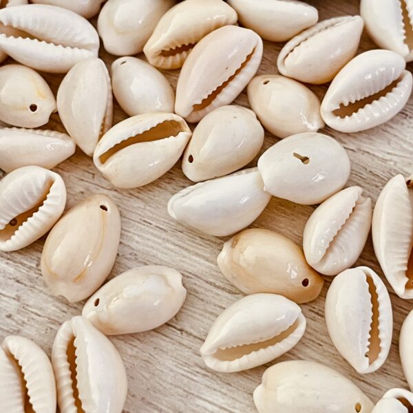 Buzios naturales enteros CH 17000-Q - Imagen 3