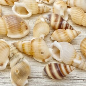 Caracoles dije tostados 19551