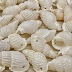 Carocol espiral natural blancos 19550